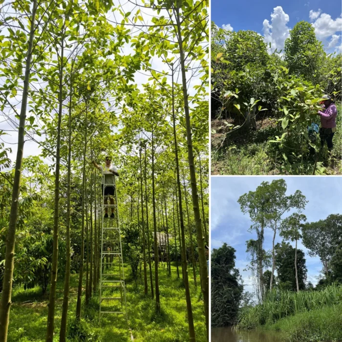 kratom captain green jungle 2 kratom captain green jungle 2