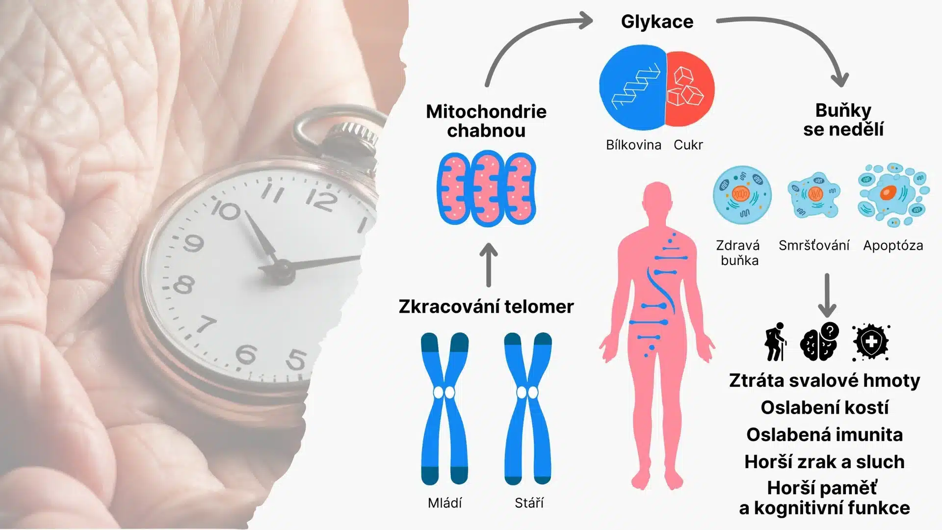 Super LiveUp - Dlouhý a zdravý život