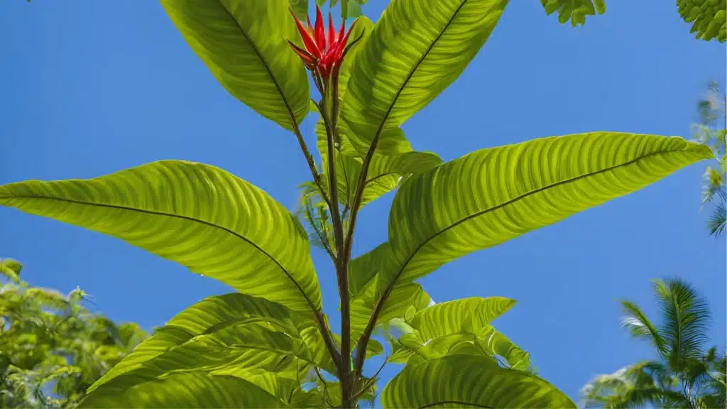 Mitragyna hirsuta alternativa kratomu