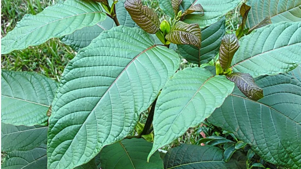 Co je vlastně kratom Co je vlastně kratom