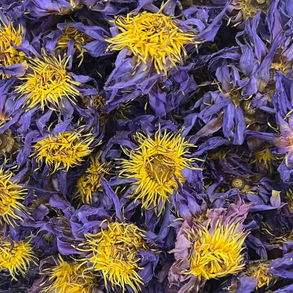 Blue Lotus Extract Nymphaea Caerulea 50-1, Modrý leknín extrakt 50-1