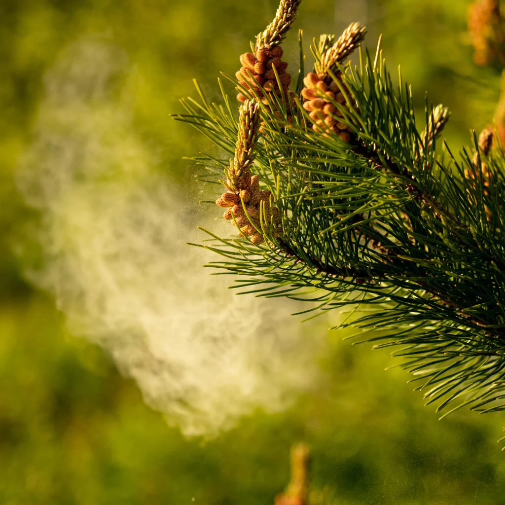 Borovicový pyl prášek 100% čistý, Pine Pollen powder 100% pure