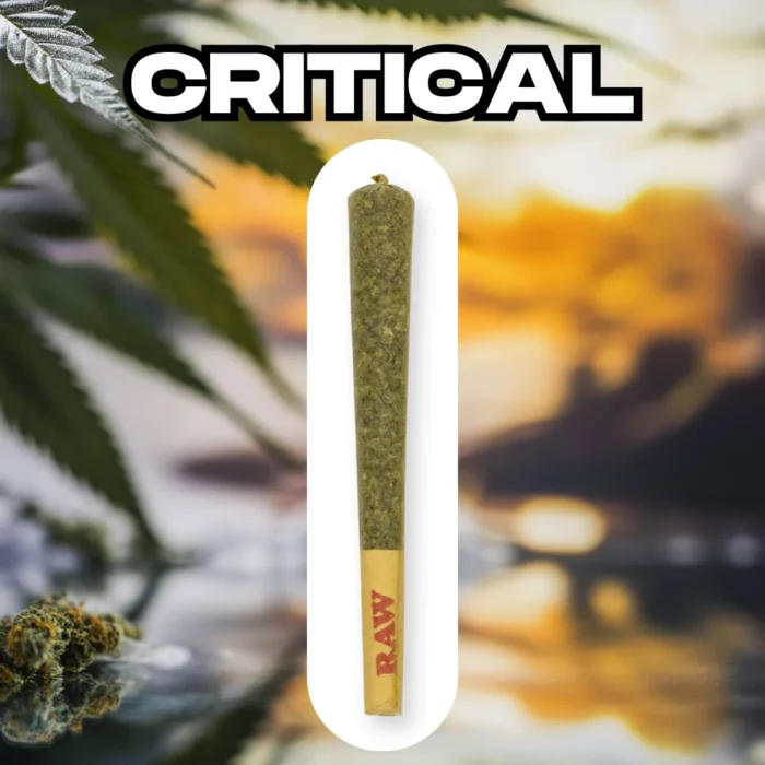 CBD Joint (preroll) Critical 20-25% CBD, 1.2g CBD Joint (preroll) Critical 20-25% CBD, 1.2g