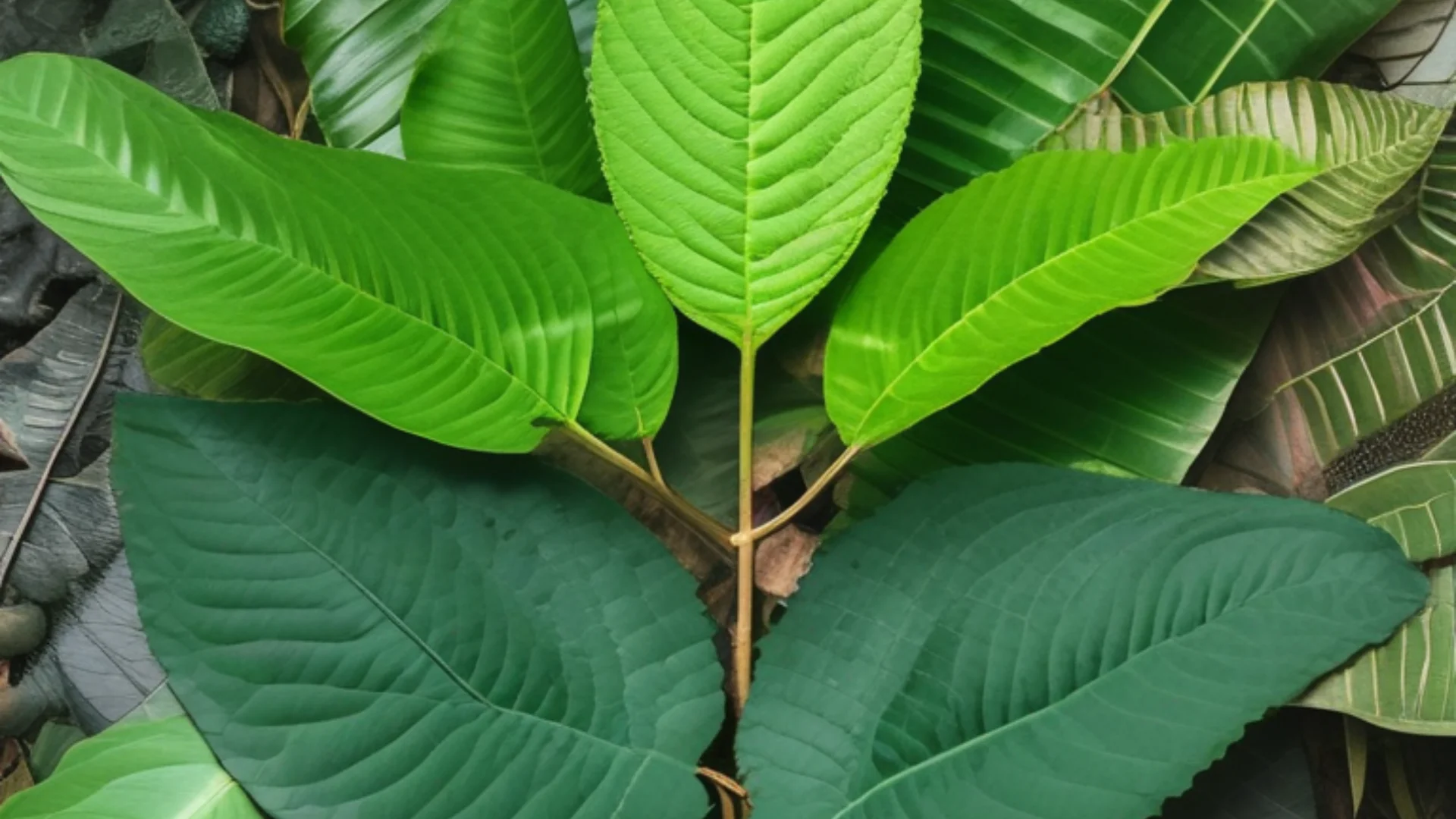 Co je vlastne kratom Co je vlastne kratom