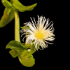 Kanna Extrakt 40_1, 100% Pure (Sceletium Tortuosum)
