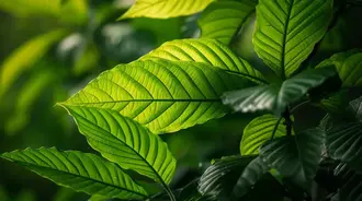 co_je_to_kratom_captain_green