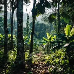 kratom_a_pravdive_informace_dzungle_captain_green