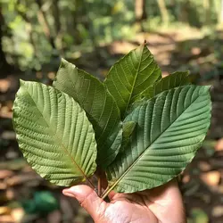 kratom_a_pravdive_informace_listy_captain_green