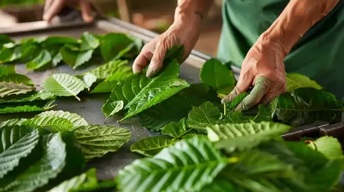 kratom_a_pravdive_informace_oddelovani_listu_captain_green