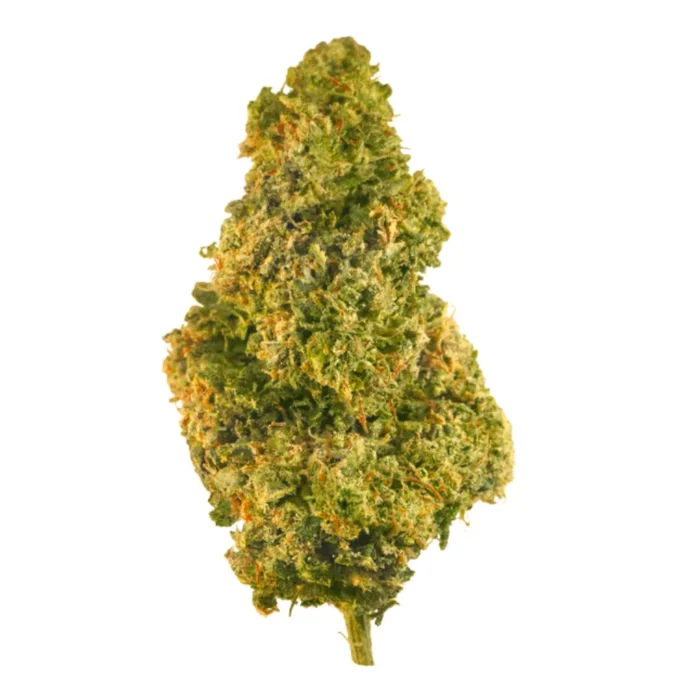 kvety amnesia kvety amnesia