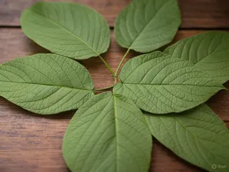 ucinky_kratomu_captain_green